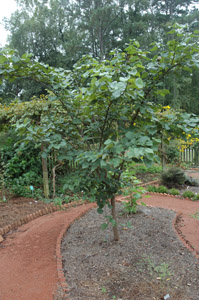 Eastern redbud tree in garden